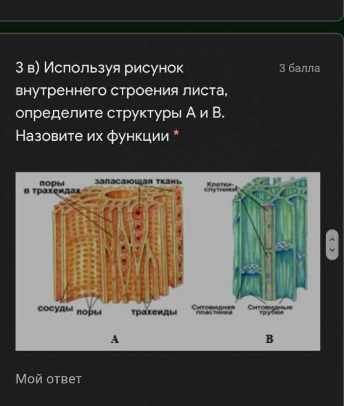 ) Используя рисунок внутреннего строения листа, определите структуры А и В. Назовите их функции *​