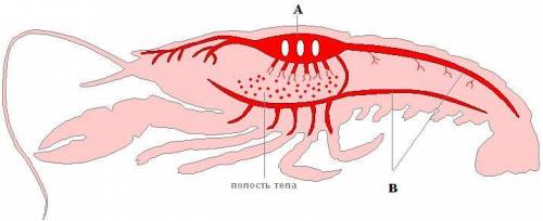 На рисунке показана кровеносная система речного рака. (а) Определите структуры кровеносной системы,