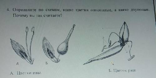 Определите по схемам, какие цветки однополые, а какие двуполые. Почему вы так считаете?ПОДРОБНО!​