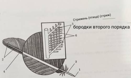 задания не сложное! 1.рассмотрите рисунок контурного пера.Укажите какими цифрами обозначено его элем