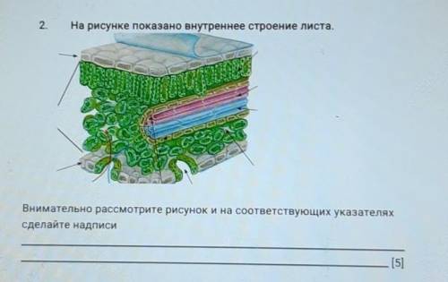 На рисунке показано внутреннее строение листа СОЧ ПО БИОЛОГИИ, УМАЛЯЮ