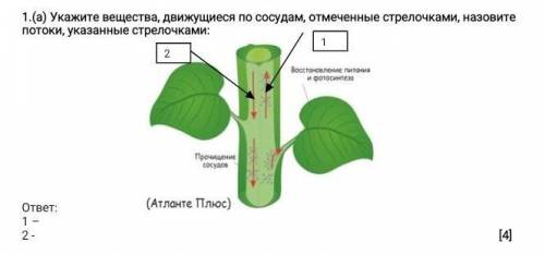 Укажите вещества, движущиеся по сосудам, отмеченные стрелочками, назовите потоки, указанные стрелочк