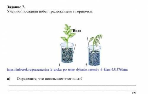 Ученики посадили побег традесканции в горшочки. Определите, что показывает этот опыт?​