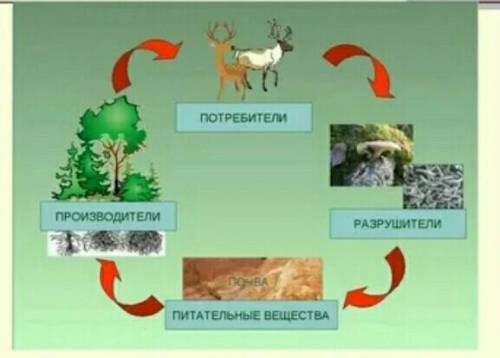 Составить схему Круговорот веществ в природе, можно отдельных , можно общую рисунок сопровождается