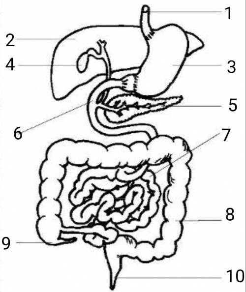 1.1. Запишите цифры, обозначающие указанные органы! 1 - пищевод, 2 - желудок, 3 - печень, 4 - поджел