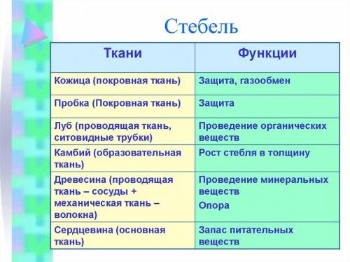 Все ткани стебля их функции? Подскажите