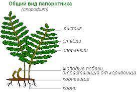 Сравните плауны с папоротниками. По каким признакам эти группы растенийсходны?Чем плауны отличаются
