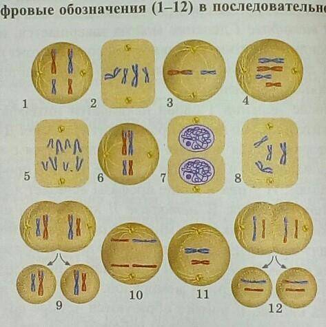 ПРИМЕНЕНИЕ И ПРОВЕРКА ПОЛУЧЕННЫХ ЗНАНИЙ 1.1. Рассмотрите рисунок. Определите, какие рисунки соответс