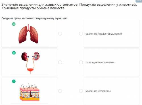 Соедение орган и соотвествующую ему функцию. Легкие, Почки, кожа. удалению дыханию, охлаждение орган