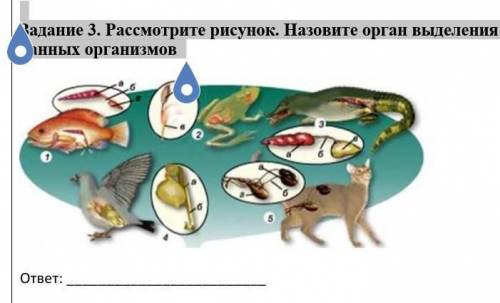 Задание 3. Рассмотрите рисунок. Назовите орган выделения данных организмов​