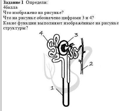 Что изображено на рисунке? Что на рисунке обозначено цифрами 3 и 4? Какие функции выполняют изображ