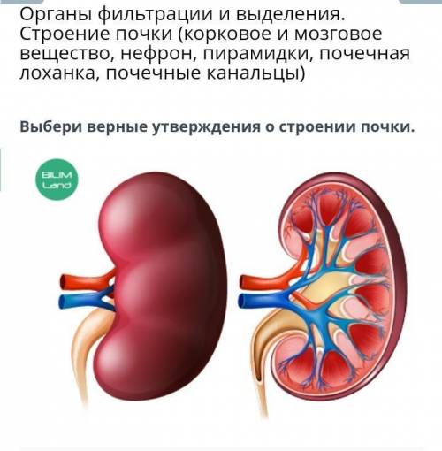 ОРГАНЫ ФИЛЬТРАЦИИ И ВЫДЕЛЕНИЯ. СТРОЕНИЕ ПОЧКИ (КОРКОВОЕ И МОЗГОВОЕ ВЕЩЕСТВО,НЕФРОН, ПИРАМИДКИ, ПОЧЕЧ