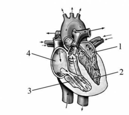 Рассмотри рисунок и установи соответсвие между обозначением и частью сердца *