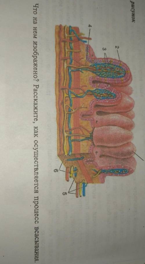 Что на нем изображено? Расскажите, как осуществляется процесс всасывания. ​