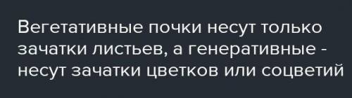 Как отличить вегетативный почку от генеративного почки