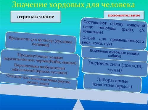 Значение хордовых в жизни человека?​