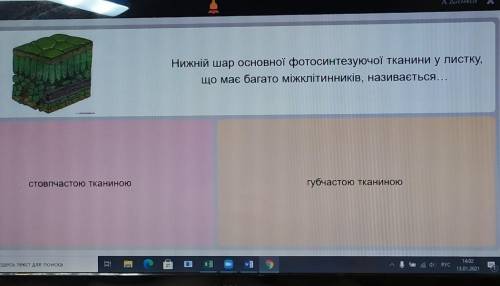 Нижній шар основної фотосинтезуючої тканини у листку, що має багато міжклітинників, називається...ст