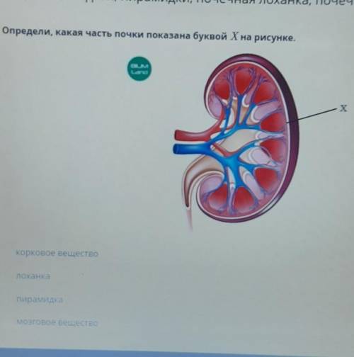 Определи, какая часть почки показана буквой X на рисунке. корковое веществоЛоханкаПирамидкамозговое