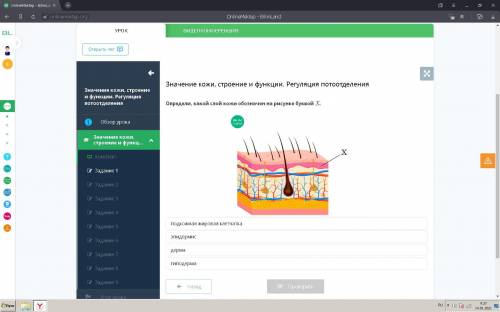 Определи какой слой кожи обозначен на рисунке буквой X