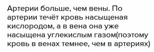 В чем различие в строении стенок артерии и вен???​