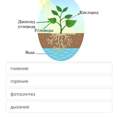 Отрределить какой процесс на рисунке