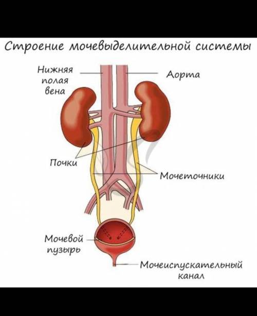 Опишите строение и функции мочевыделительной системы.