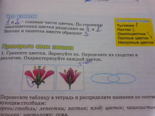 с биологие проверьте свои знания: 1. Сравните цветки это