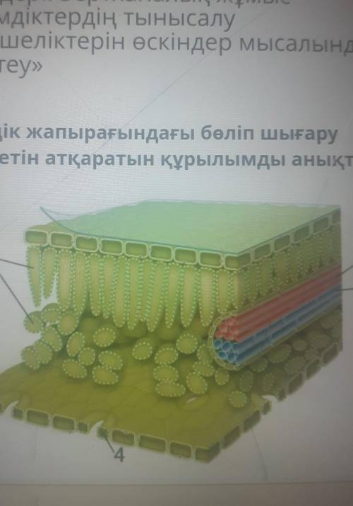 Өсімдік жапырағындағы бөліп шығаруқызметін атқаратын құрылымды анықта.​