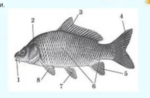 Позначте зовнішню будову тіла риби.​