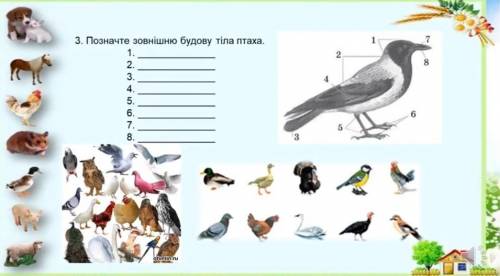 Позначте зовнішню будову тіла птаха​