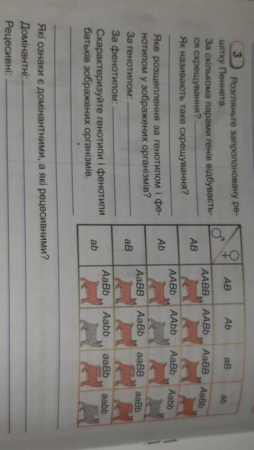 1.За скількома парами генів відбувається схрещування? 2. Як називають таке схрещування?3. Яке розщеп