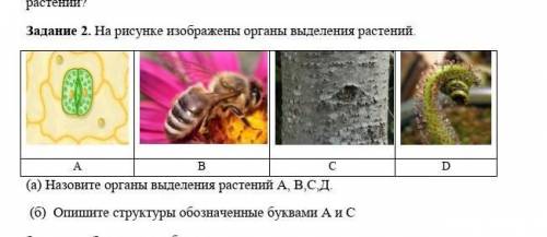 Задание 2. На рисунке изображены органы выделения растений. А B C D(а) Назовите органы выделения рас