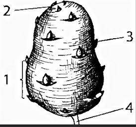 Укажите, что изображено под номерами на рисунке клубня 1 - (почка верхушечная, столон, междоузлие, п