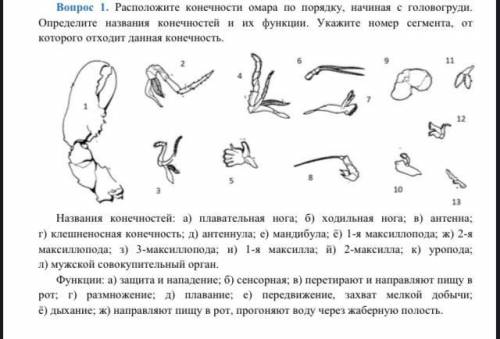 Напишите названия конечностей лобстера (рака речного)