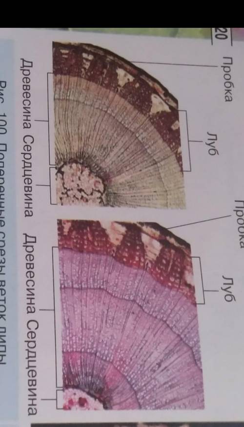 сравните изображения поперечных срезов ветвей липы на рис.100 можно ли определить возраст дерева?как