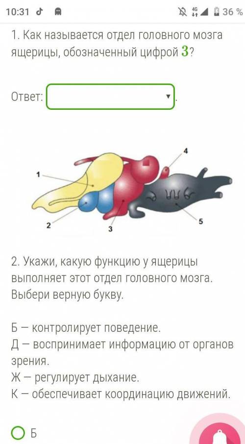 Как называется отдел головного мозга ящерицы​