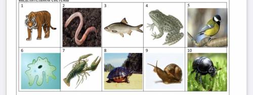 Расставьте животных, изображенных на рисунках, в порядке усложнения строения выделительной системы