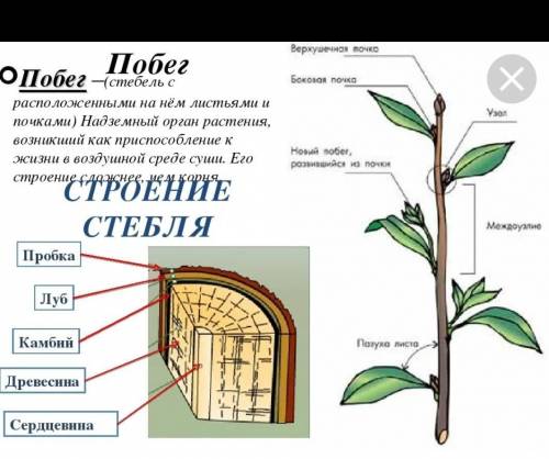 Какое растение имеет 2типа побегов 5 класс Ппраграф 10​