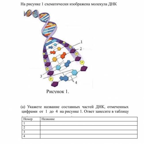 Задание На рисунке 1 схематически изображена молекула ДНК (а) Укажете название составных частей ДНК,