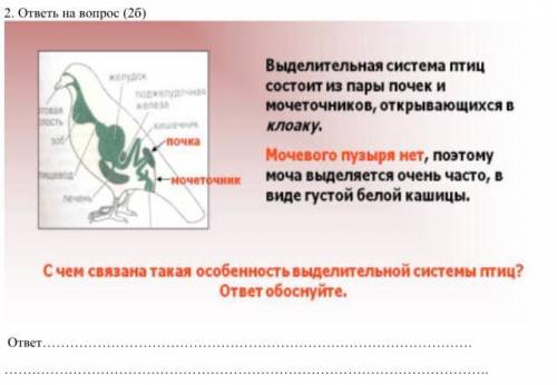 Выделение система птиц состоит из пары почек и мочеточников,,открывающихся в клоаку Мочевого пузыря