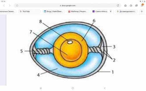 Якою цифрою позначено структуру яйця, що забезпечує зародок повітрям?