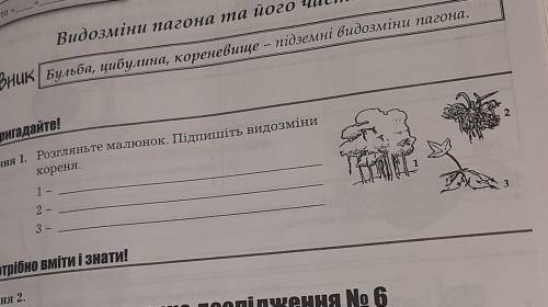 Розгляньте малюнок. пітпишіть видозміни кореня​