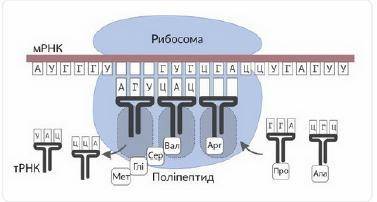 Розгляньте схему біологічного процесу, вкажіть його назву, а також триплет і-РНК, що не зазначено на