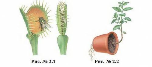 Рассмотрите рисунки № 2.1 и 2.2 (i) Дайте названия типов движений растений на рисунках № 2.1, 2.2. №