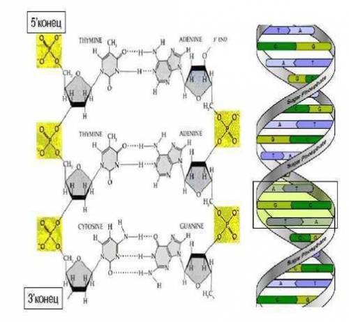1 задание по сору биология Опишите принципы строения ДНК по следующей картинке. Назовите принцип, да