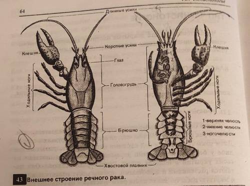 1. Какое значение имеет хитиновый покров? 2. По рисунку 43 назовите отделы тела рака и их основные о