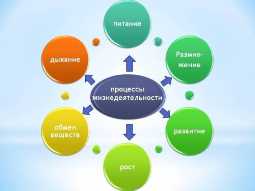 Составте кластер процессы жизнедеятельности​