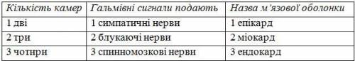 Укажіть особливість будови серця людини. міокард лівого шлуночка товстіший за міокард правого півміс