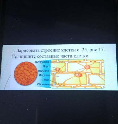 1. Зарисовать строение клетки с. 25, рис.17. Подпишите составные части клетки.ЦитоплазмаЯдроЯдрышкоВ