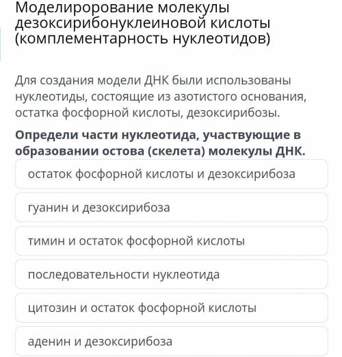 Для создания модели ДНК были использованы нуклеотиды, состоящие из азотистого основания, остатка фос